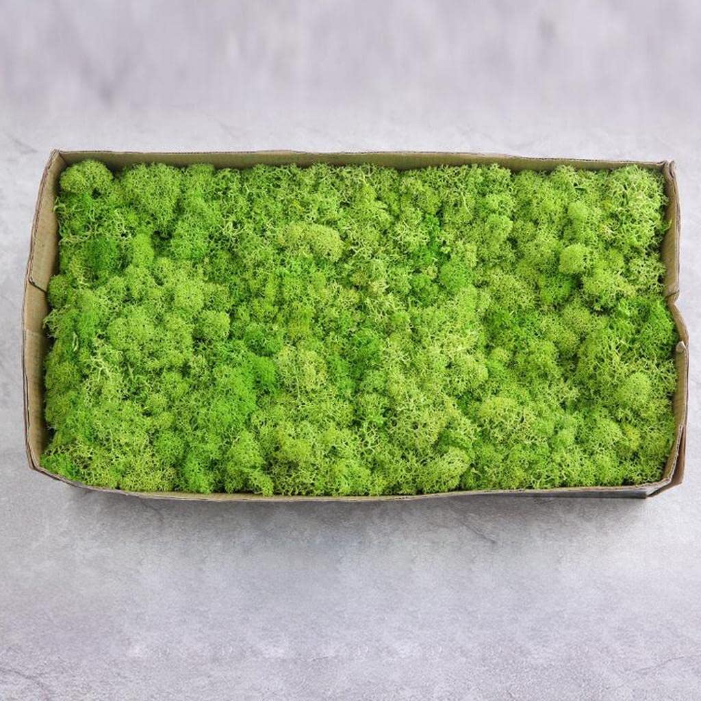 Seco Natural Tratado con para Manualidades Y Decoración Floral DIY, Fruta Verde, Individual