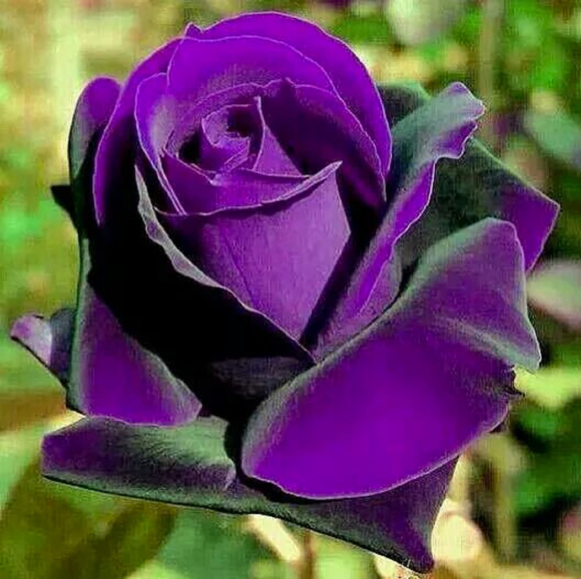 Amazon.com : CHUXAY GARDEN 200 Seeds Purple Dragon Rose Seed Rare