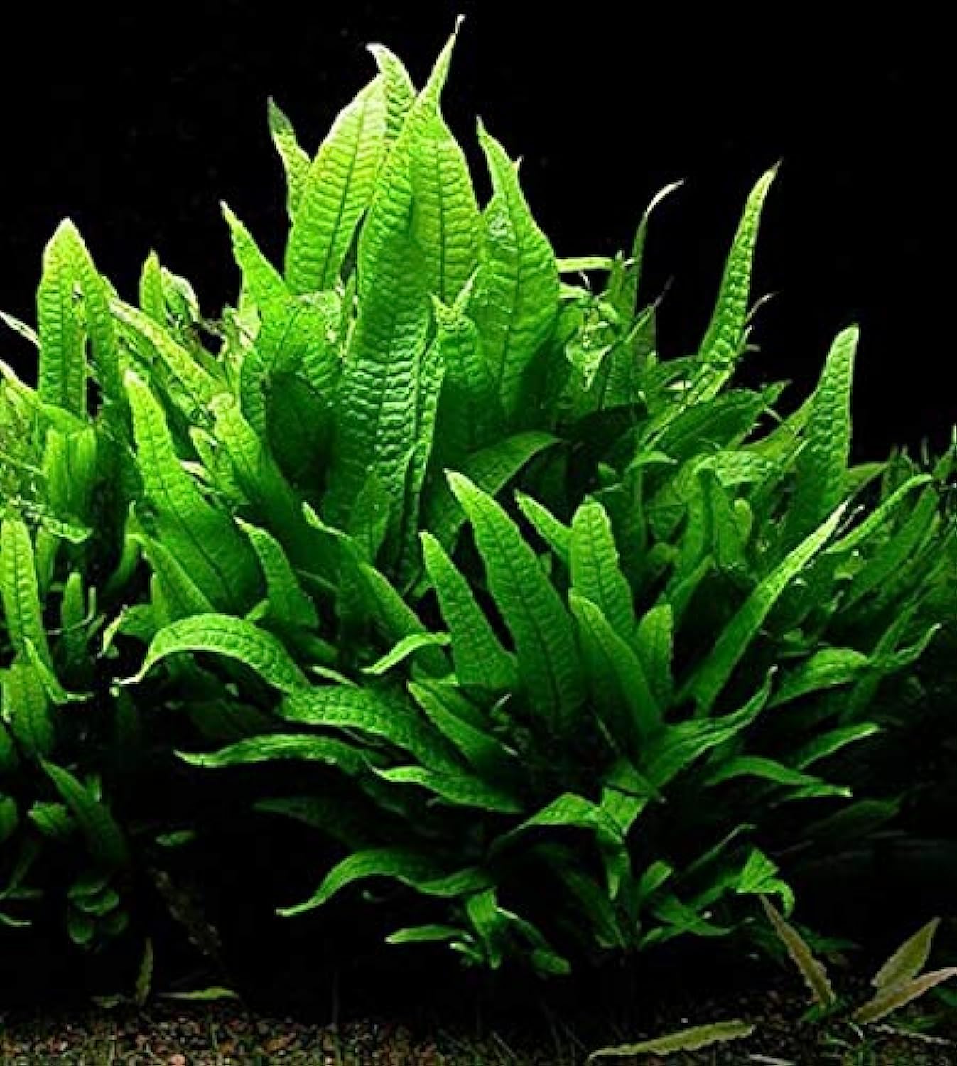 See full amazon price history chart for Maalavya Live Aquarium Aquatic Plant Java Fern Wrinkle Leaf Microsorum Petropus Wrinkled Leaves (Green , 3 to 5 Leaves) Maalavya Live Aquarium Aquatic Plant Java Fern Wrinkle Leaf Microsorum Petropus Wrinkled Leaves (Green , 3 to 5 Leaves) (B07S2K9Q33) Amazon Price History, Amazon Price Tracker