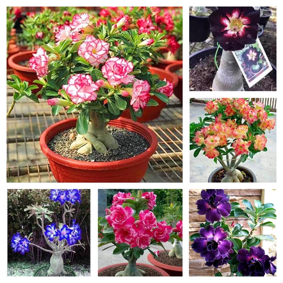 Adenium Obesum Plan 6 Plant Combo Pack (B0D6G2C4XN) Amazon Price History, Amazon Price Tracker