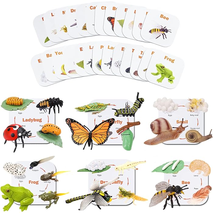 Buy Montessori Life Cycle Animal Figures Toy with Flash Cards