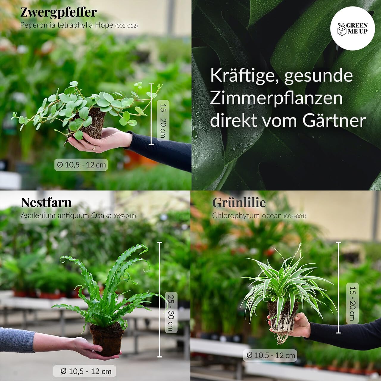 Nestfarn, Grünlilie & Zwergpfeffer – Hängende Zimmerpflanzen Katzenliebe - Tierfreundliches Set frisch aus der Gärtnerei – Höhe 15-30 cm – Töpfe 10,5-12 cm – Green Me Up