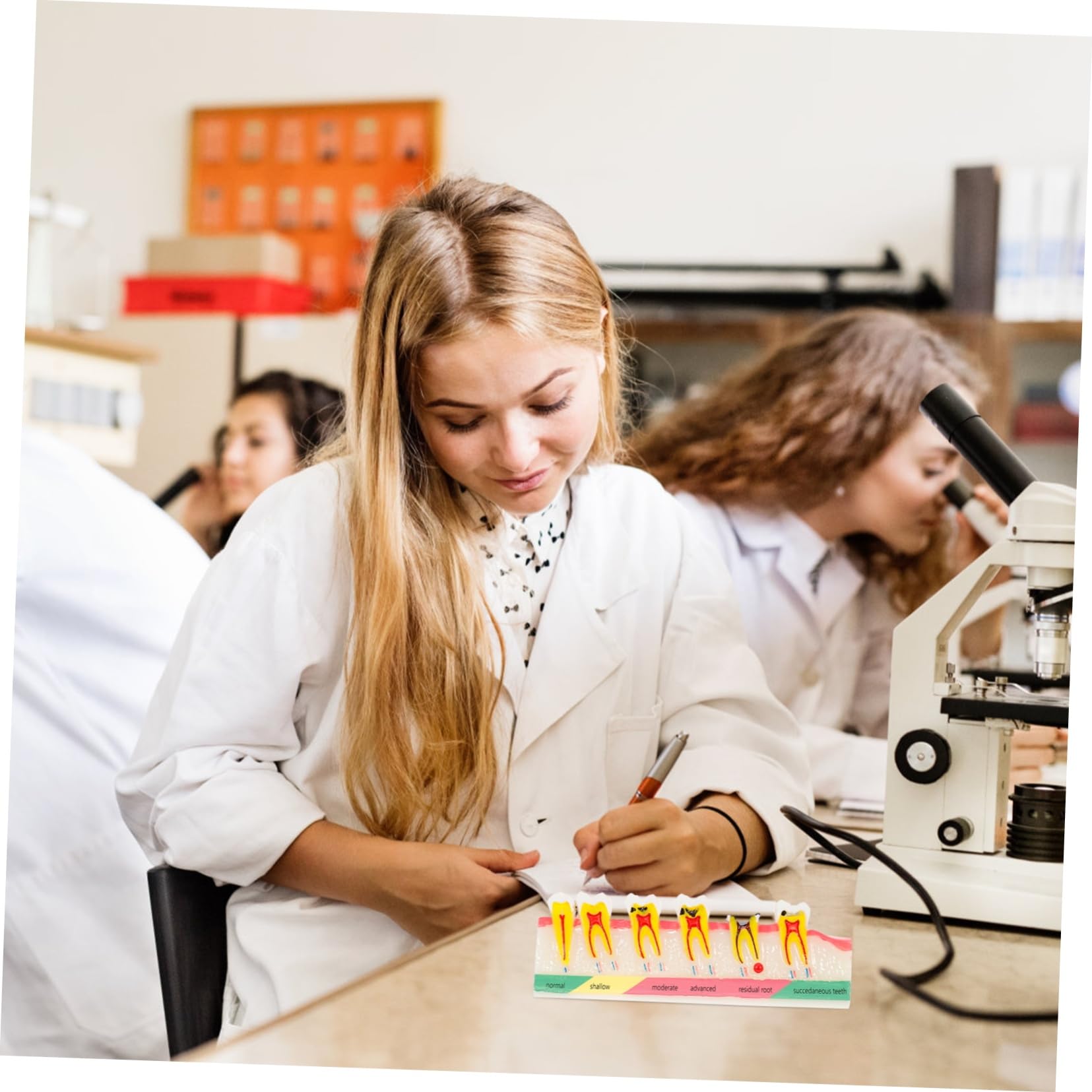 Alipis Modello Didattico di Denti Carie Resistente per Corsi Odontoiatrici, Strumento Dimostrativo per Studio e Lezioni di Igiene Orale, Modello Educativo Professionale per Studenti