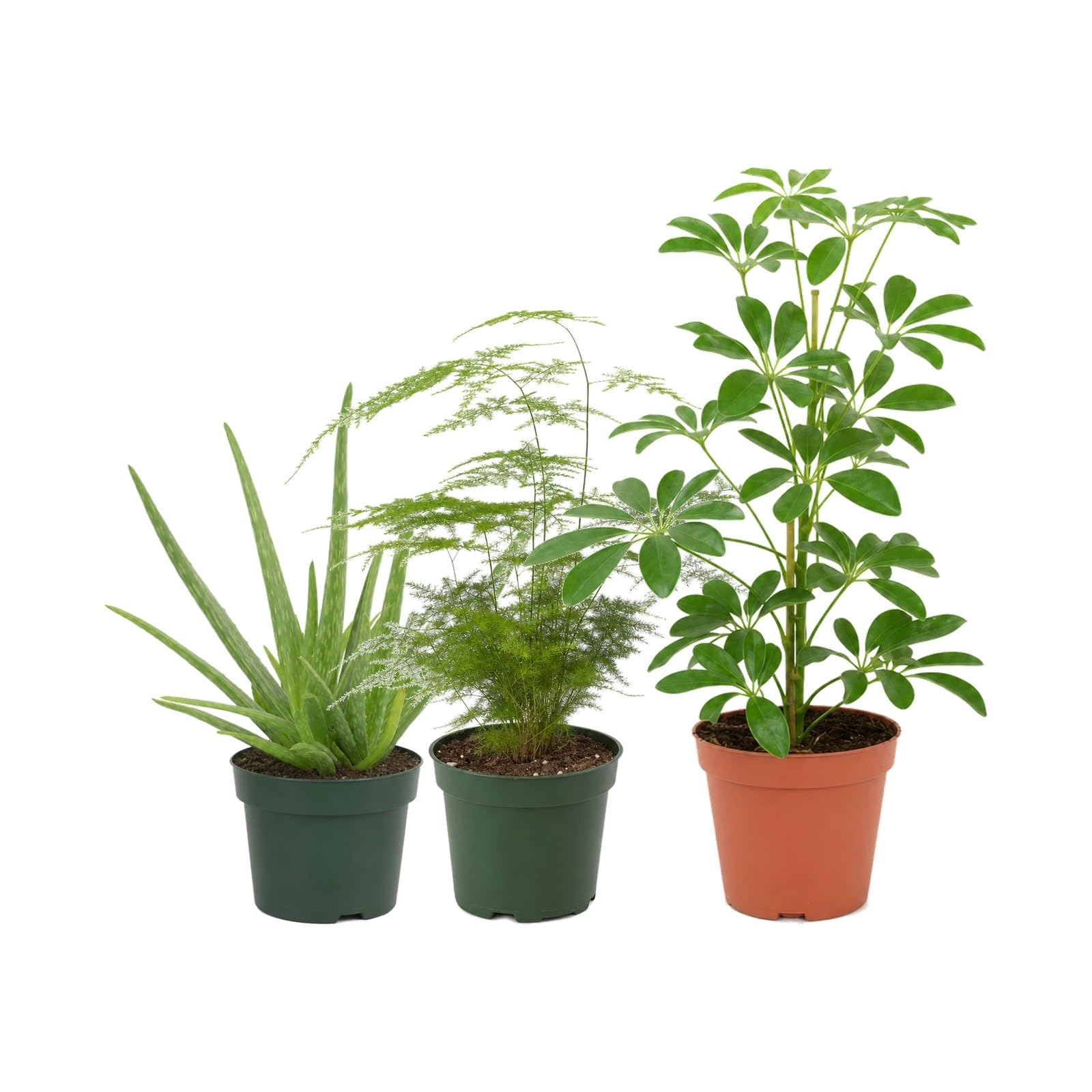 Pack 3 Plantas DECOALIVE: Sábila, Espárrago Plumoso y Cheflera Verde