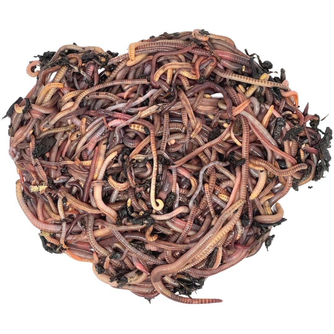 Kompostwurm-Mix 250g (ca.300 St.) - Riesen-Rotwurmmix mit lebenden Kompostwürmern I Kompostwürmer für eine schnelle & nachhaltige Kompostierung im Wurmkomposter Schnellkomposter und Thermokomposter
