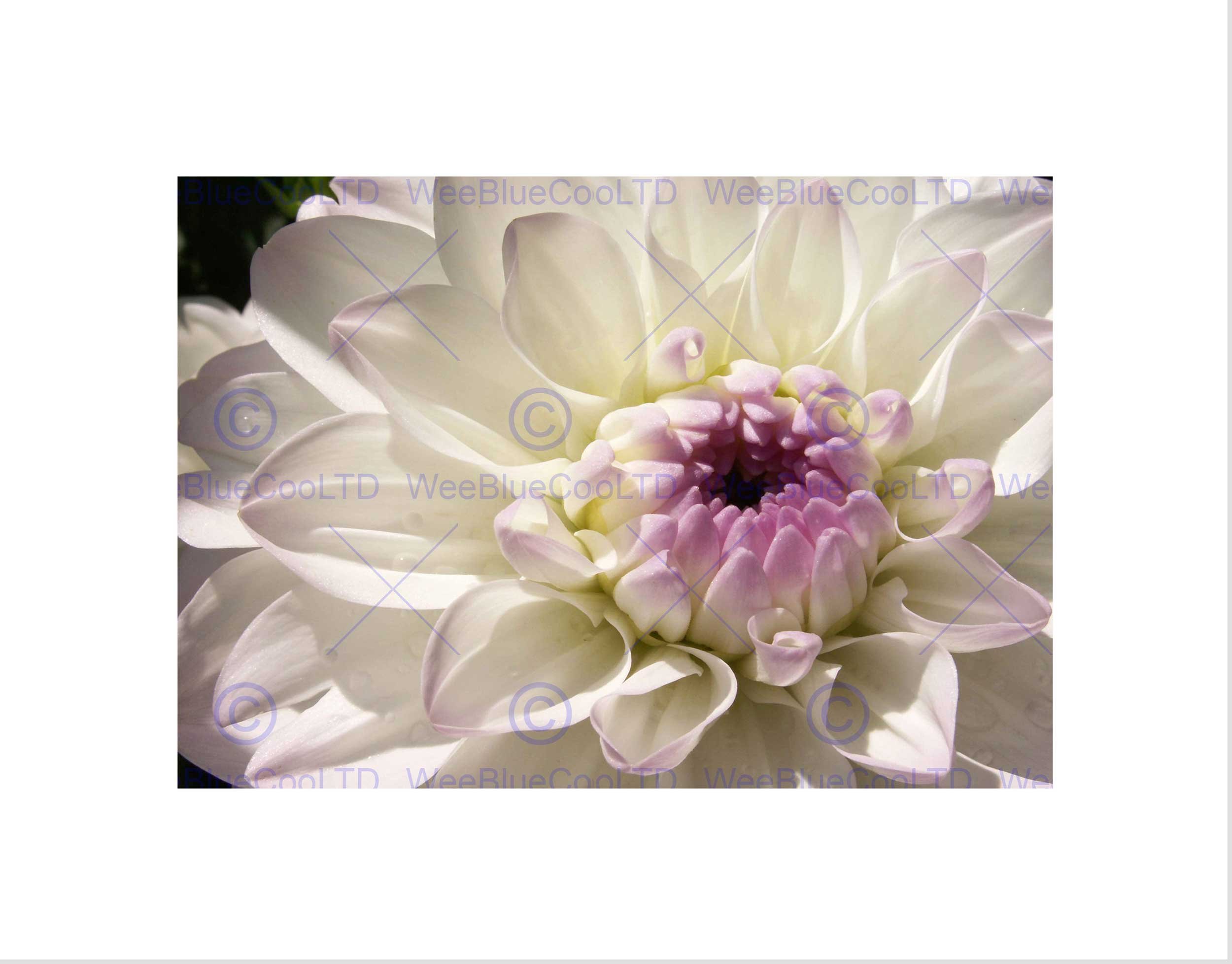 Wee Blue Coo PHOTO COMPOSITION MACRO CLOSE UP WHITE FLOWER PETALS FRAMED ART PRINT B12X13071