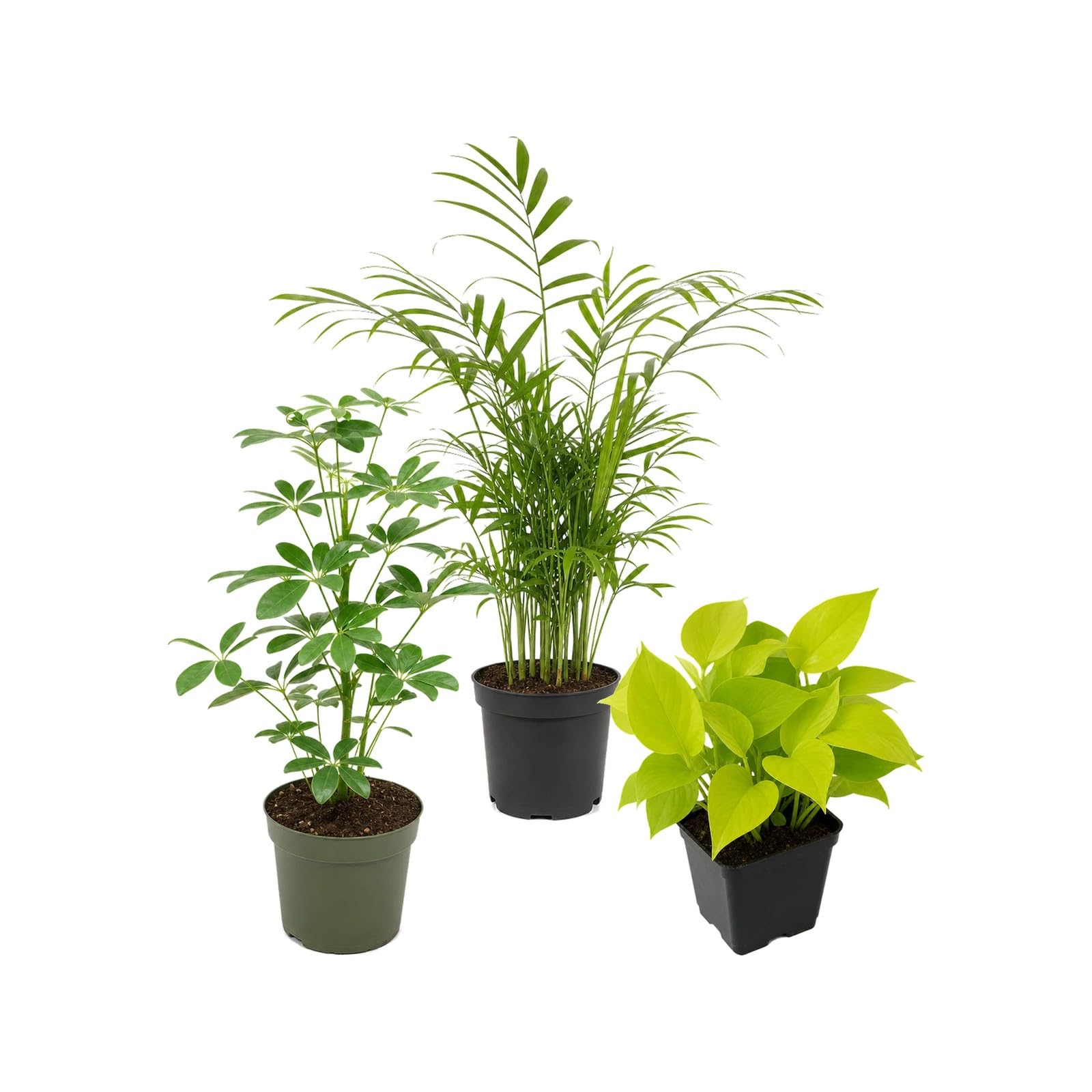 Pack 3 Plantas: Cheflera Verde, Palma de Salón y Poto Amarillo DECOALIVE