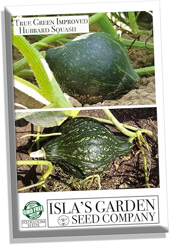 True Green - Semillas de calabaza Hubbard mejoradas para plantar, 25 semillas tradicionales por paquete, semillas de jardín de Isla (semillas de