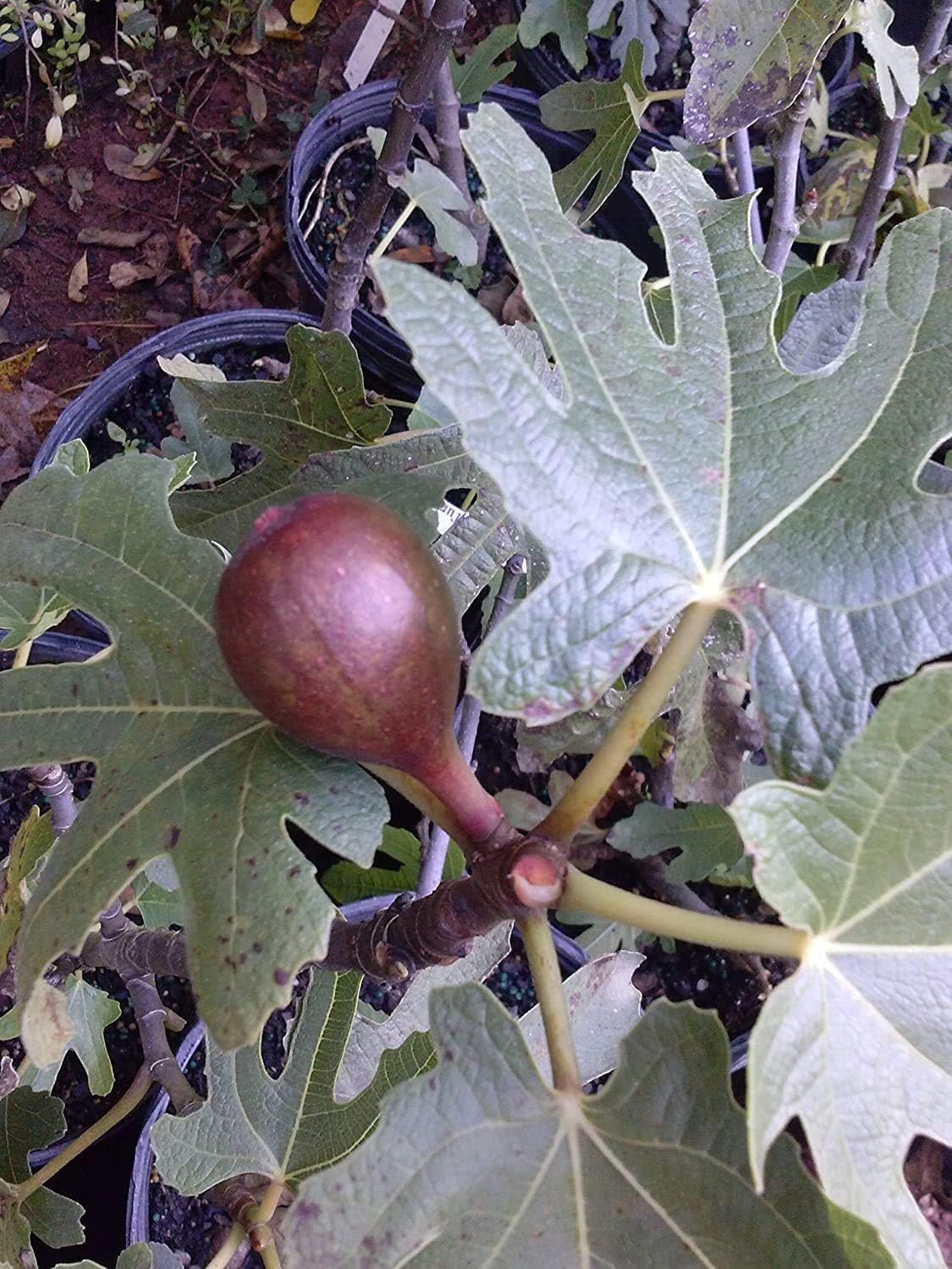 Pixies Gardens Fig Plant Louisiana Purple LSU Purple -Gallon Size Will Bear Fruit Twice in A Year Considered Best for Fresh Eating All-Round Fig Tree
