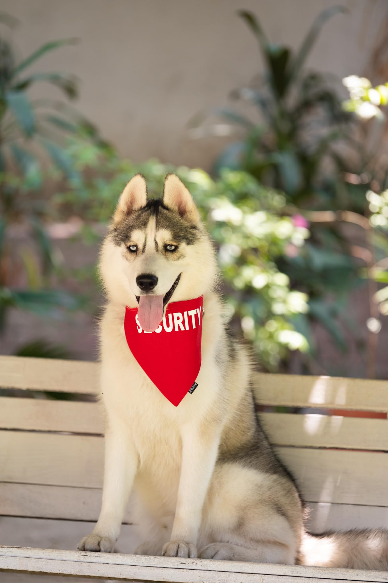 Petsnugs Security Bandana - Bright Red (L) (B0C49N2VGH) Amazon Price History, Amazon Price Tracker