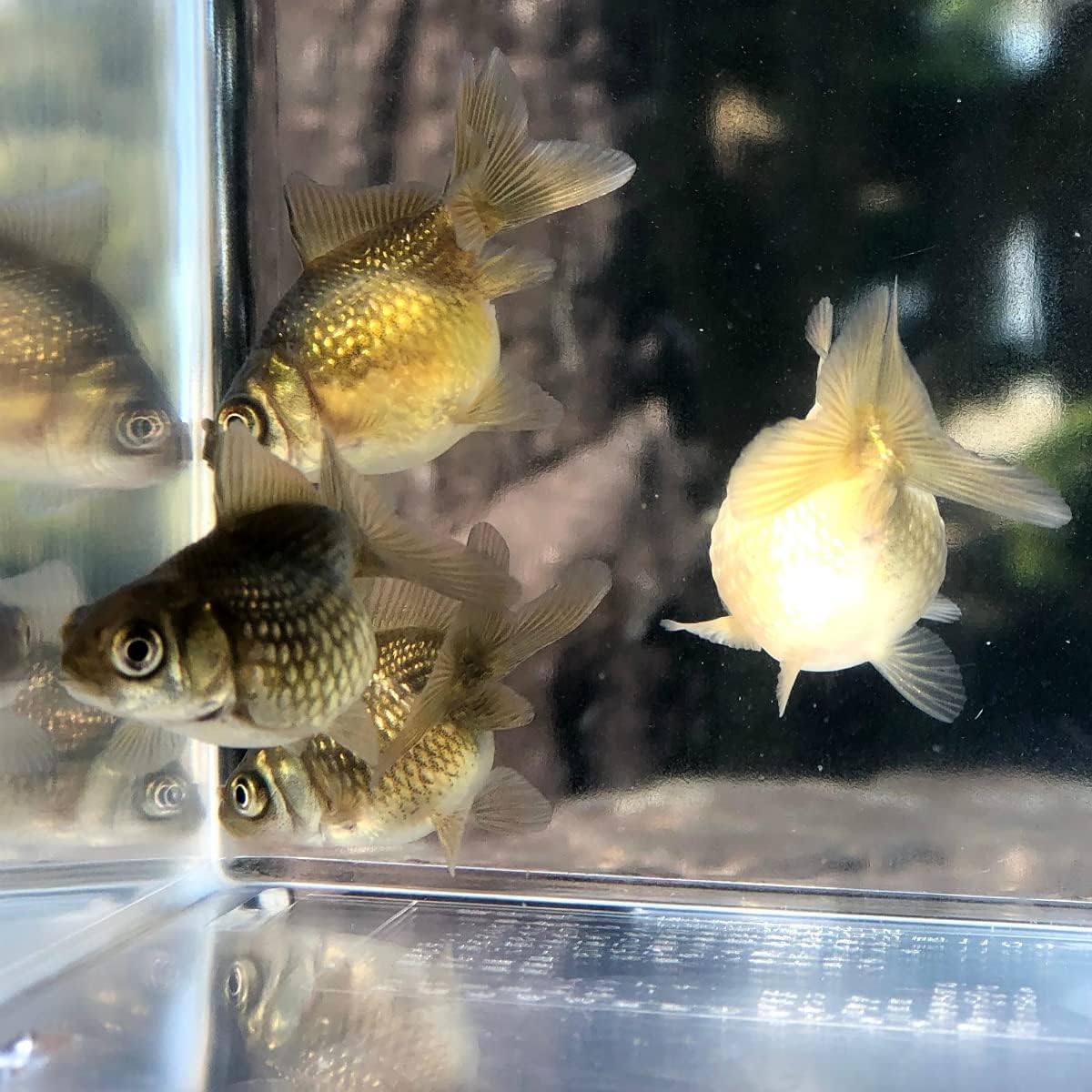 Amazon 金魚 国産 黒ピンポンパール 薩摩産 1匹 生体 川村淡水魚販売 観賞魚 水中生物 通販