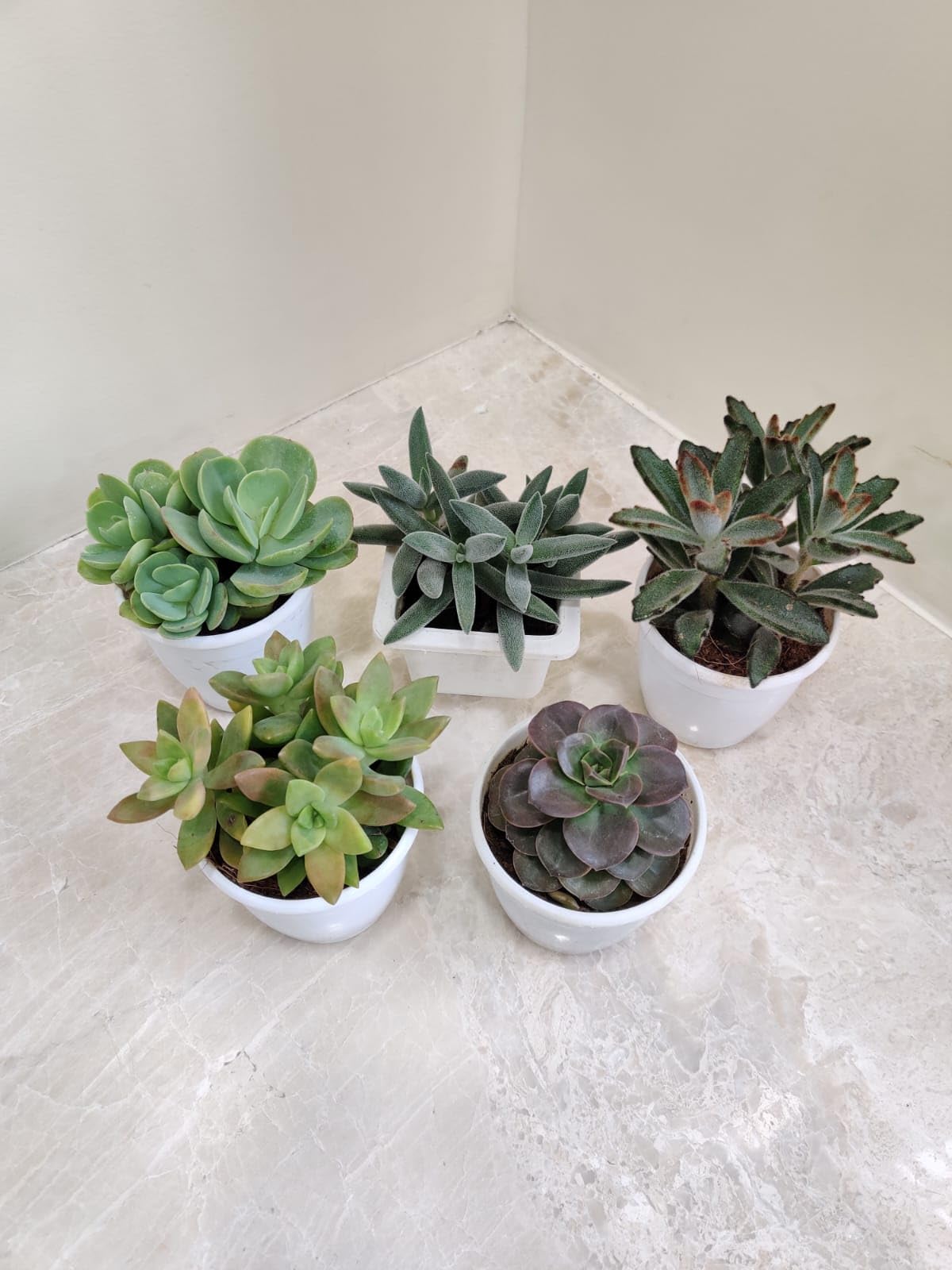 CAPPL Set of 5 Exotic Succulents Plants with Plastic Pot For Home and Office (Any 5 Succulents) (B08K92QH1W) Amazon Price History, Amazon Price Tracker