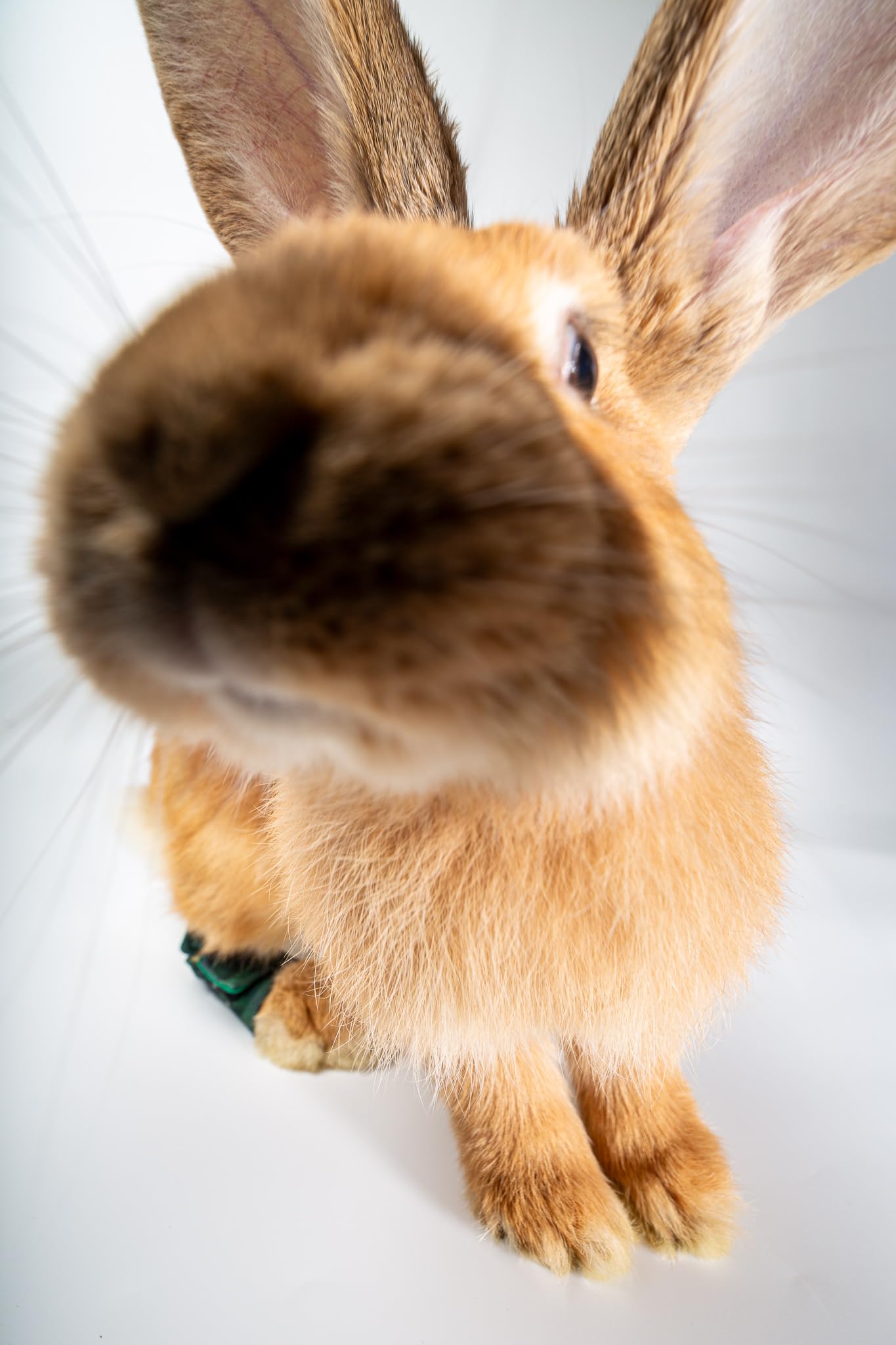 Chaussettes de protection pour lapins pododermatite abrasions