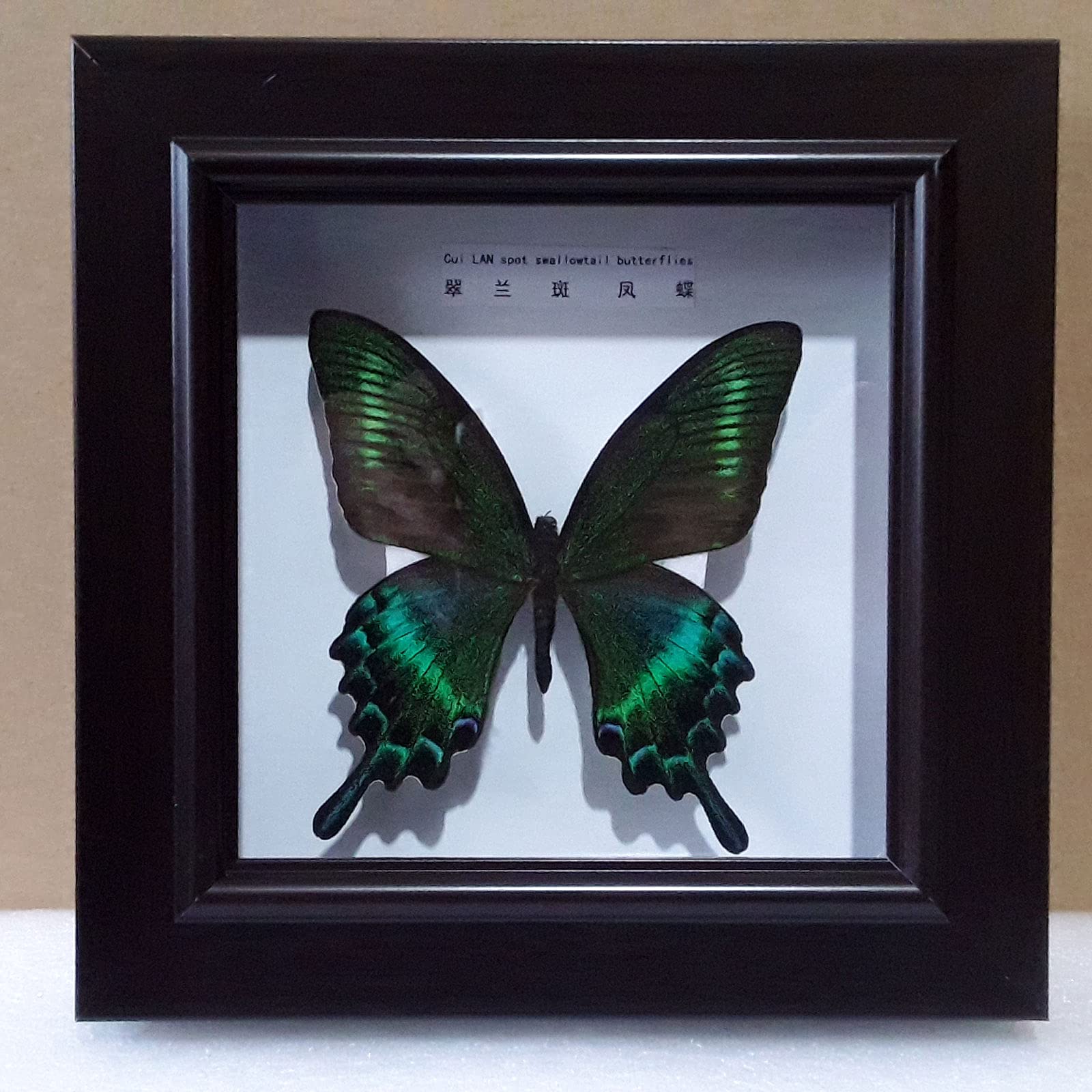 Exquisite Butterflies Insect Specimen,Naturals Real Taxidermy Mounted Under Glass,17 * 17cm,Handmade Gift For Friends Home Decorate Ornament