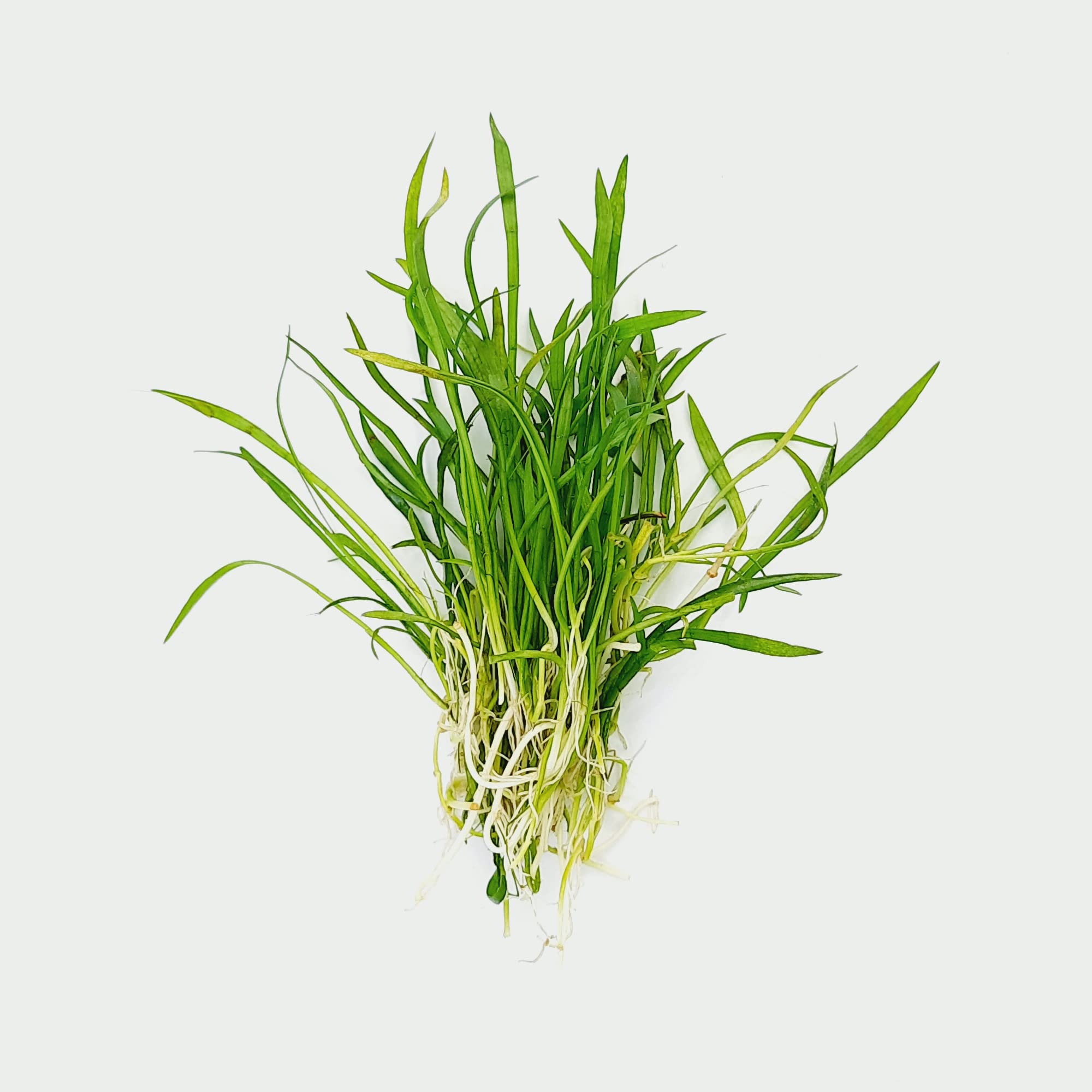 The Brazilian micro sword | Lilaeopsis brasiliensis(5 bunch)