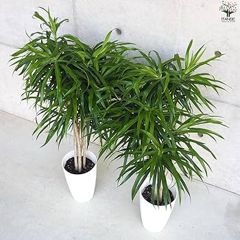 観葉植物 ドラセナ リフレクサ 7号鉢 120センチ 美形 優良株 写真現物 ドラセナ リフレクサ 20,000 ～ 29,999円｜おしゃれな観葉植物の