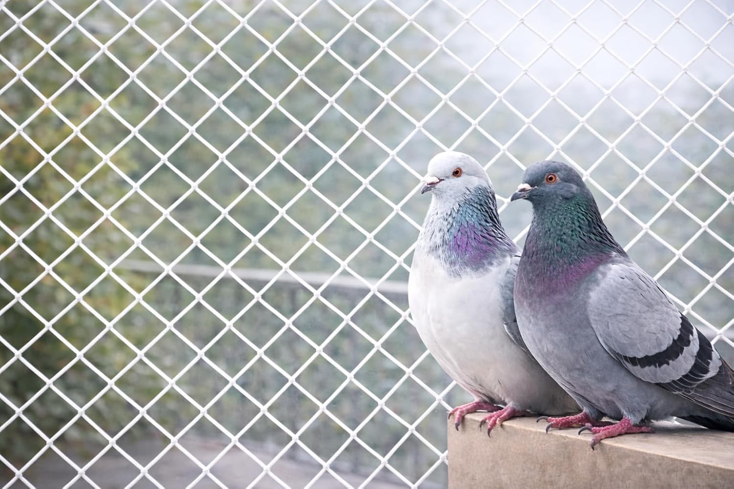 Bird & Pigeon Safety Net for Balcony | Nylon Protection White (10X4 FT)-image-49