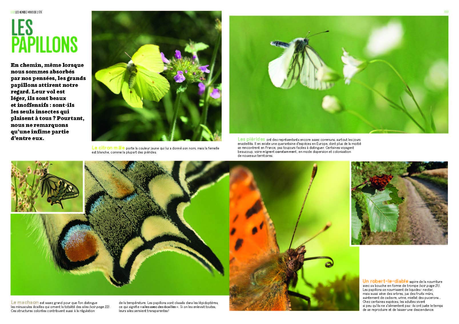 Les Insectes en bord de chemin