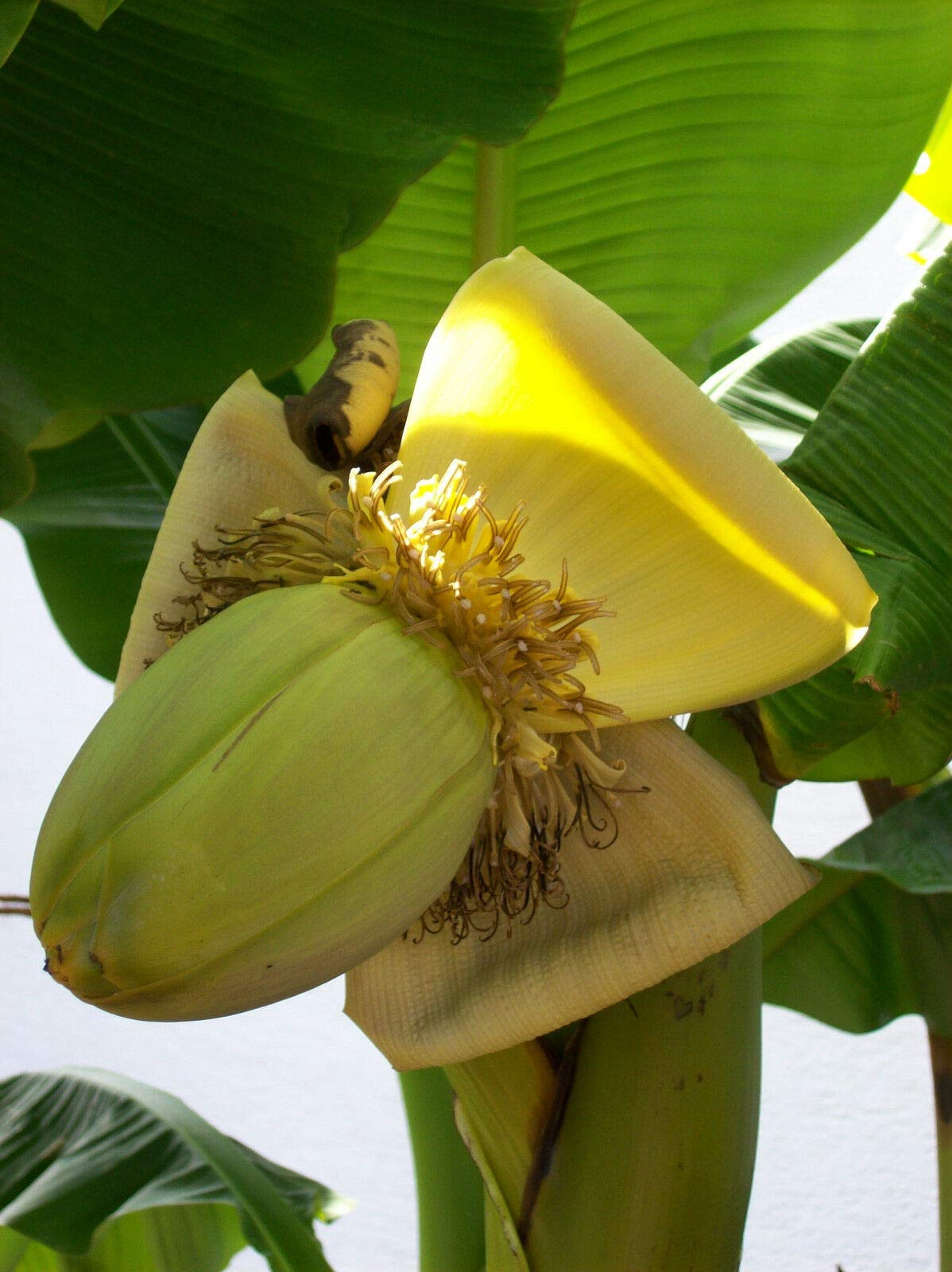 "Mediterrano Bananenbaum Dünger – Optimale Nährstoffversorgung für gesunde, kräftige Bananenbäume!" 1,5 Kg Original Mediterrano