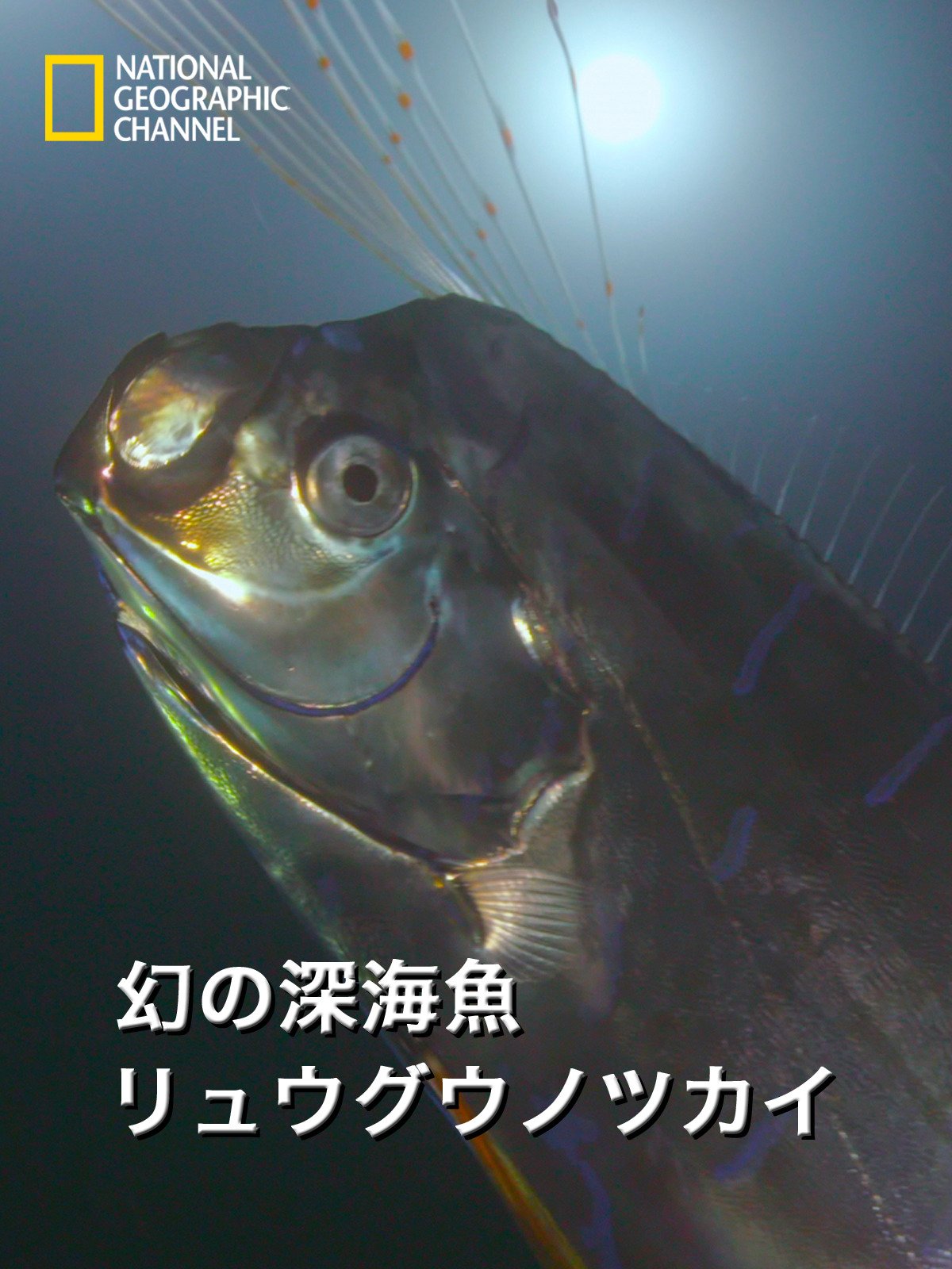 Amazon Co Jp 幻の深海魚 リュウグウノツカイを観る Prime Video