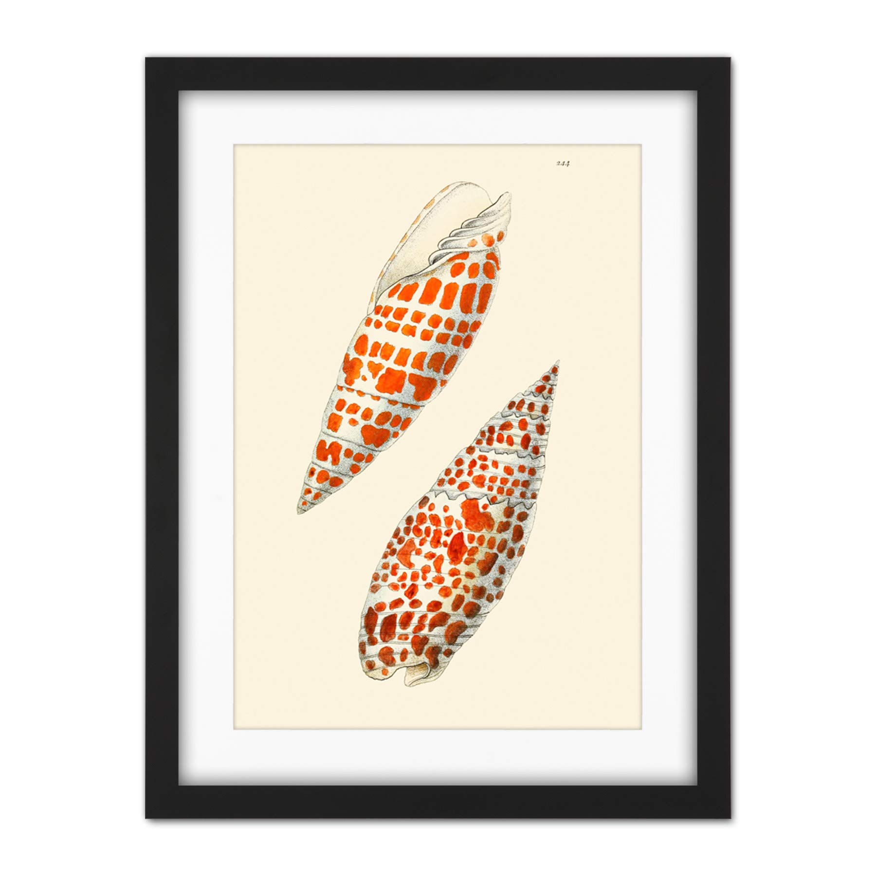 Wee Blue Coo Seashell Orange Spotted Conical Artwork Framed Wall Art Print 18X24 Inch