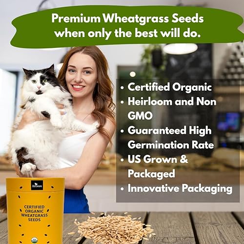 Miniatura 2 de Semillas de pasto de trigo orgánicas certificadas  Semillas de hierba de gato  Las semillas vienen en un recipiente colorido de grado alimenticio