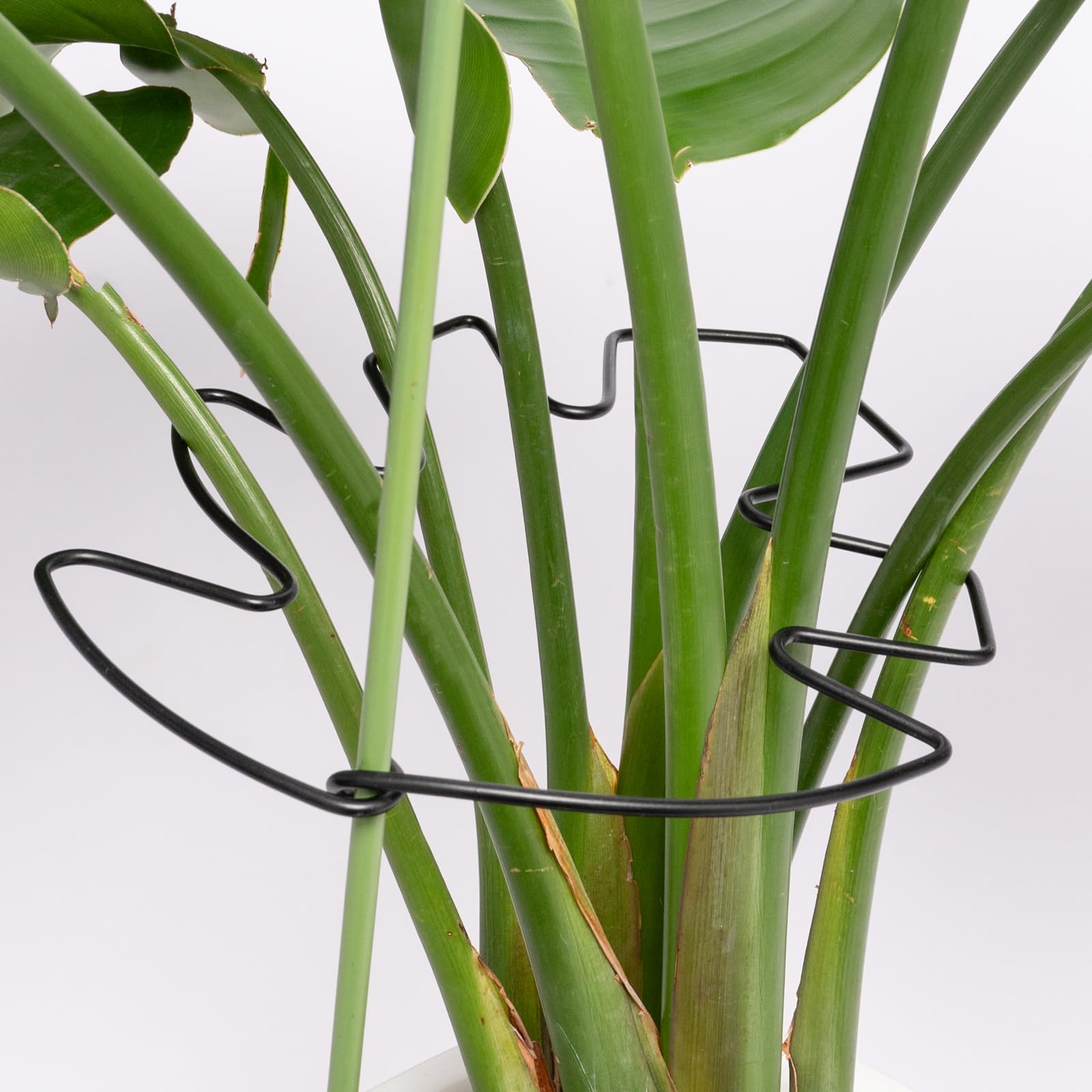 monstera deliciosa kaufen Monstera deliciosa Mint variegata  Raritt kaufen