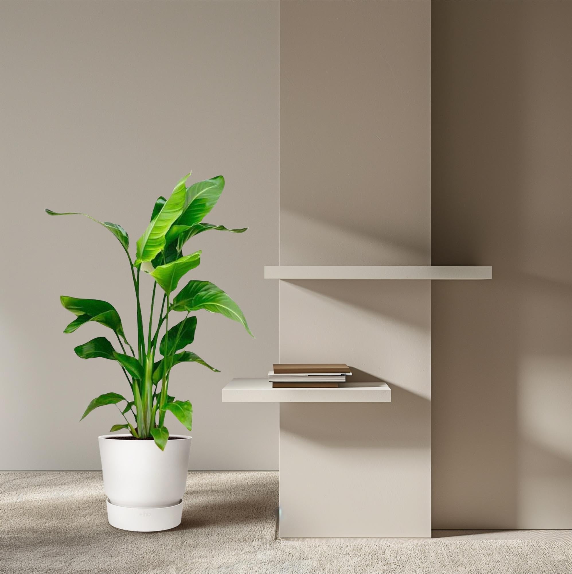 Strelitzia nicolai – dwa łatwe w pielęgnacji kwiaty rajskiego ptaka – 17 cm – wysokość 70-90 cm – tropikalne rośliny zielone do wnętrz – bujne rośliny pokojowe
