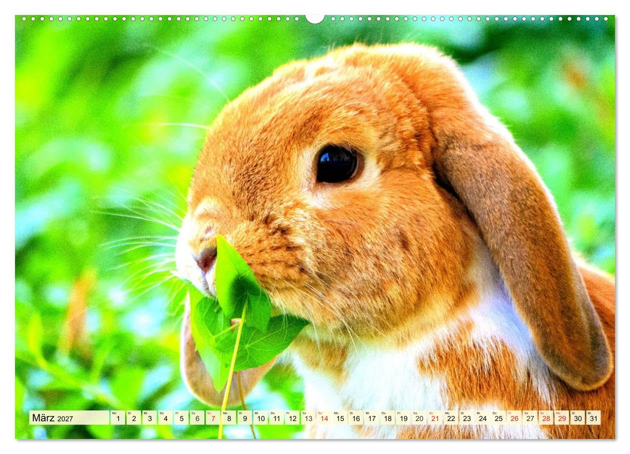 CALVENDO - Nagetiere. Hamster, Kaninchen und Co. (Wandkalender 2027 DIN A2 quer), Monatskalender: Hübsche Exemplare aus der großen Familie der Nagetiere