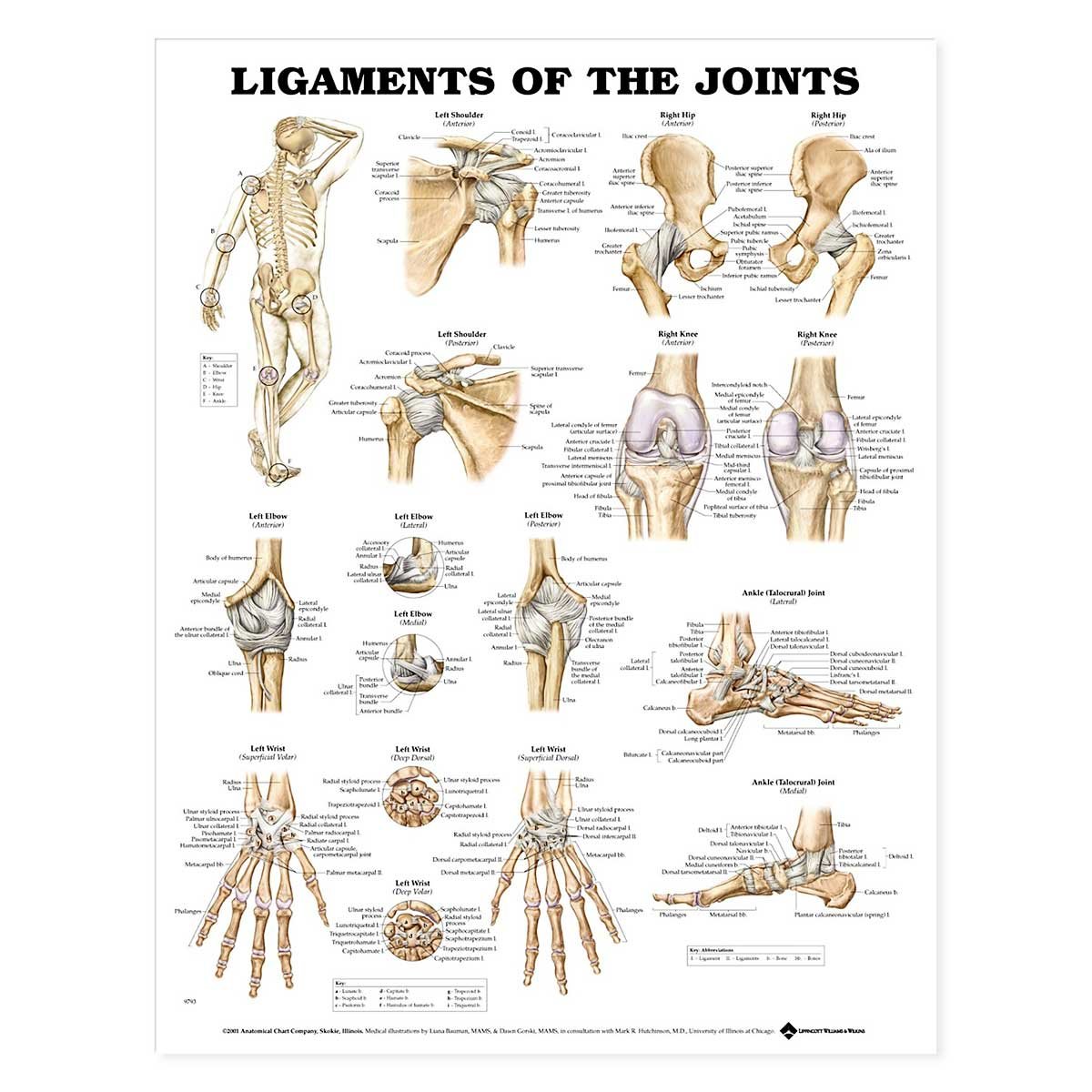 Ligaments of the Joints Anatomical Chart      Wall Chart – February 5, 2002