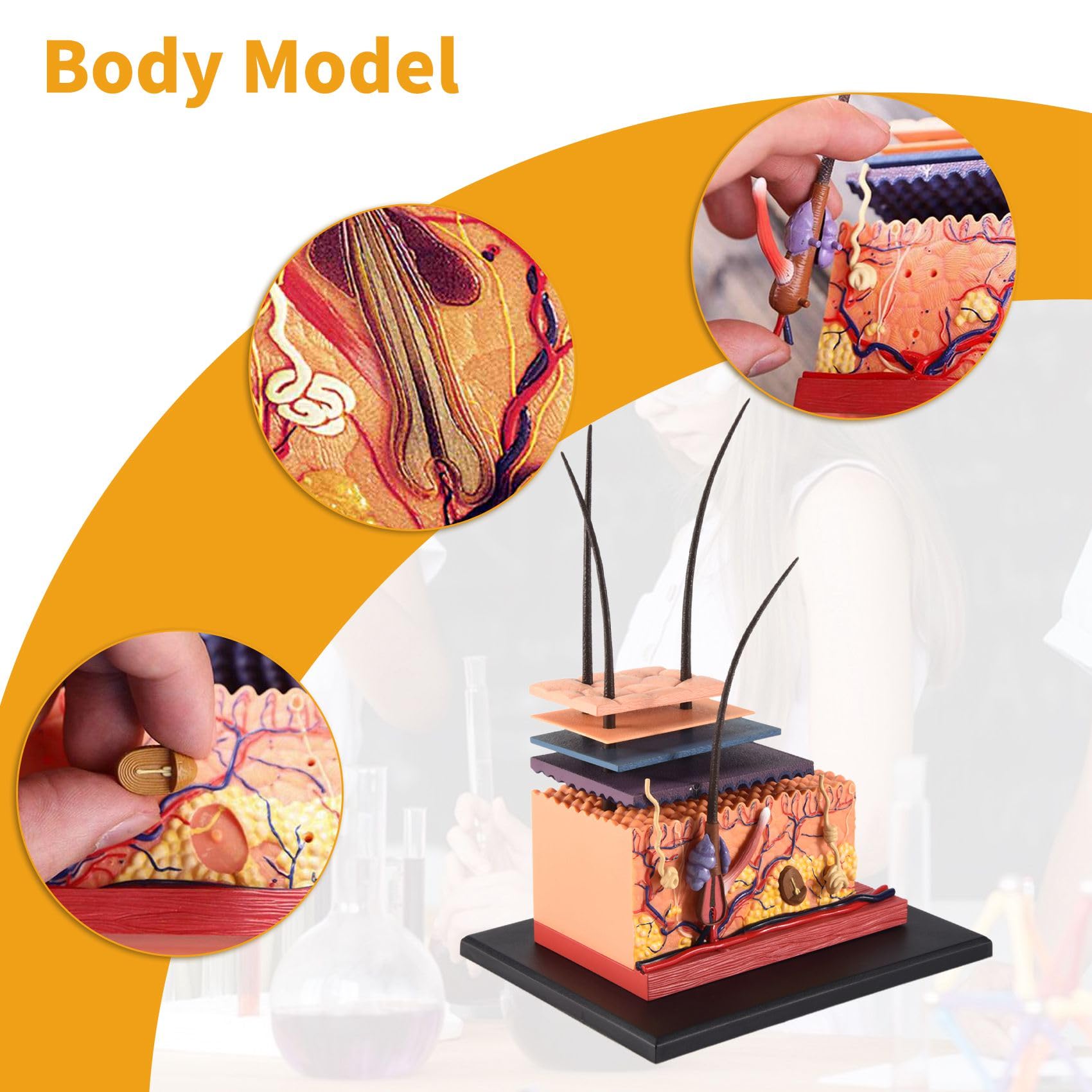 Modello anatomico 4D Pelle, Pelle umana & Hair Organ Anatomy, Puzzle Modello Educativo Scienza Modello Anatomico Assemblare Per L'insegnamento Medico