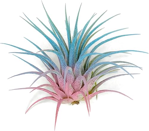 Miniatura 4 de Ionantha Guatemala Tillandsia - Planta de aire vivo de Guatemala Tillandsia, llegada saludable garantizada, gran planta de interior, decoración del