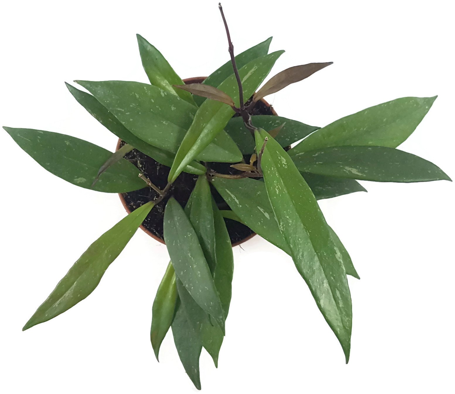 Hoya pubicalyx - wunderschöne hängende Zimmerpflanze ebenso Wachsblume oder Porzellanblume genannt - pflegeleichte Pflanze für das Wohnzimmer mit fantastischen Blüten