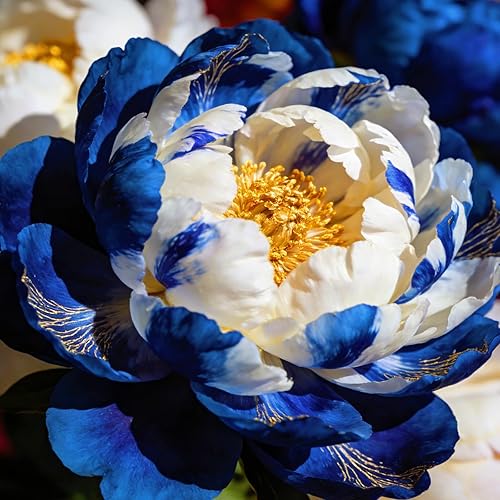Peony Bulbs for Planting - Hardy Perennial, Excellent Display, Mix