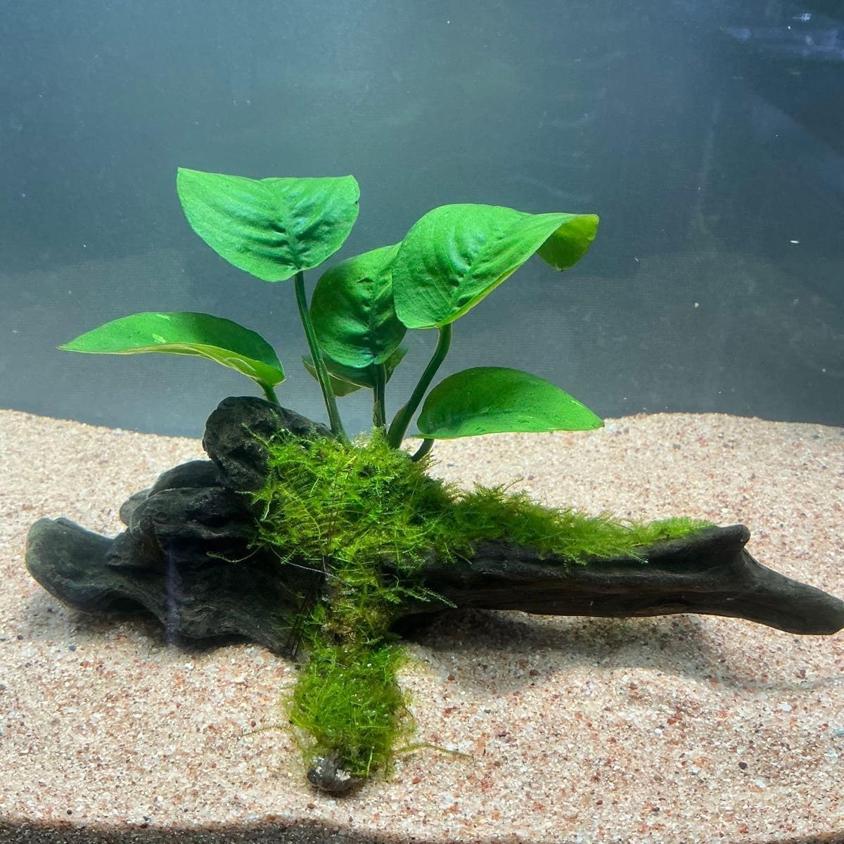 南米ウィローモス流木活着2個 南米ウィローモス流木活着 2