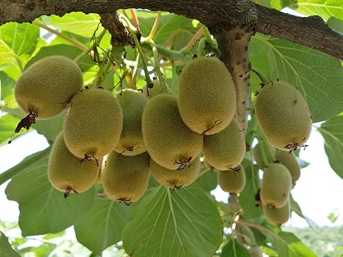 Miniatura 2 de Semillas de Kiwi Bonsai para plantar | 50 Seeds | Actinidia chinensis Seeds