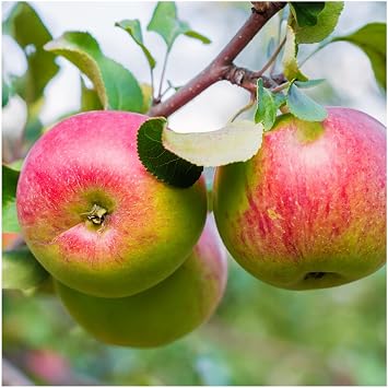 Dwarf Worcester Pearmain Apple Tree, Ready to Fruit,Self-Fertile & Sweet 3fatpigs