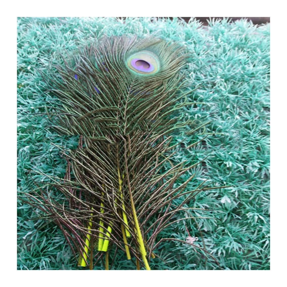 Plume de paon véritable pour décoration de stade et grands décors de cérémonie