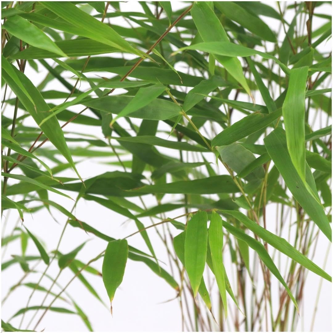 Bamboe - Fargesia Rufa | 6 sztuk - 25cm - Ø13cm - Roślina ogrodowa