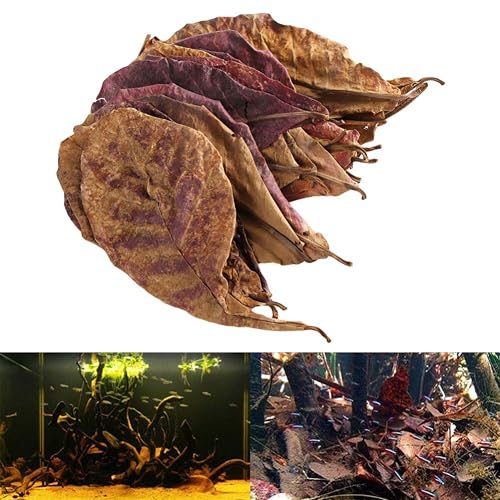 Zonfer 10 Piezas/Pack Natural Terminalia Catappa Hojas Foetida Isla Almendra Hoja De Pescado…