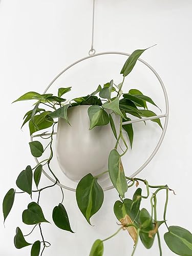 Miniatura 4 de Colgador de metal blanco bohemio, maceta colgante de pared y techo de metal, maceta moderna, soporte para macetas de mediados de siglo, maceta