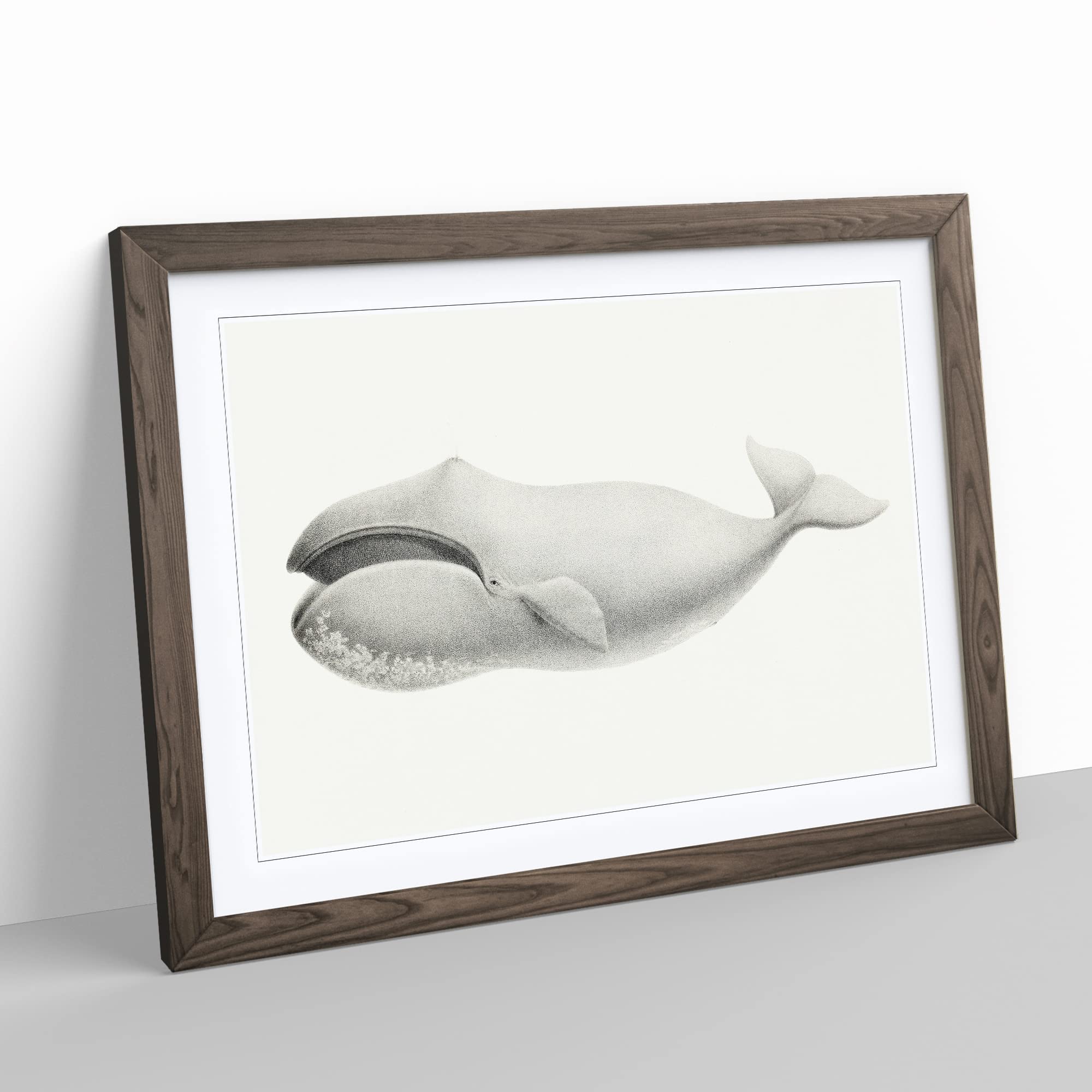 Bowhead Whale By C.M. Scammon Vintage Framed Wall Art Print, Ready to Hang Picture for Living Room Bedroom Home Office Décor - Image 3
