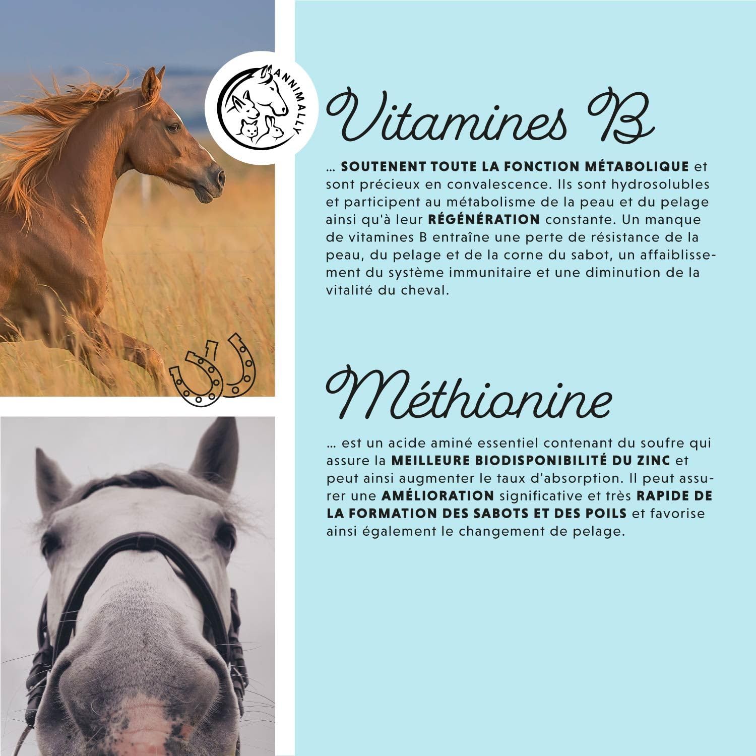 Cheval Biotine Zinc Liquide 1000 ML - Soin Peau Poils Sabots Chevaux - Biotine Zinc MSM Liquide Pelage Sain