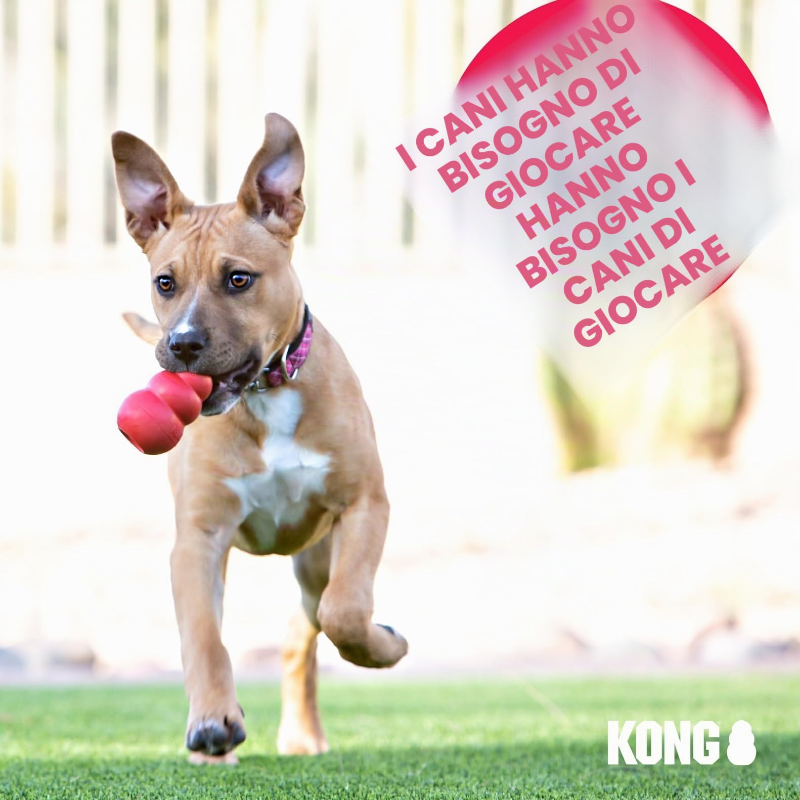 KONG Ring Giocattolo Da Masticare Per Cani Gomma Naturale Resistente Salute Dentale Taglia Media Piccola