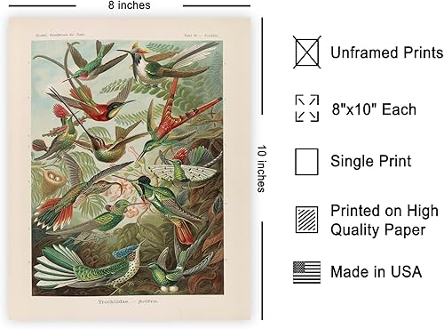 Miniatura 2 de Poster Master Póster vintage de colibríes, impresión de formas de arte retro en la naturaleza, arte de pájaros, regalo para él, ella y amante de los