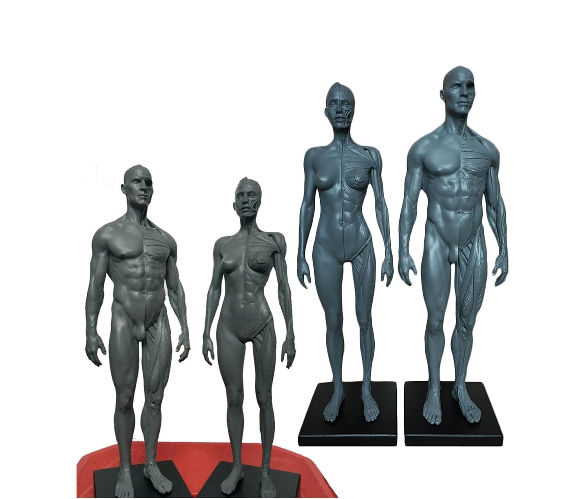 Modello anatomico di muscolo e scheletro umano 11in-2pz