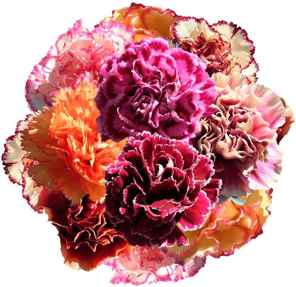 GlobalRose 200 Bicolor Carnation Flowers - Responsibly Sourced Carnations Fresh Flowers - Hand-Picked Fresh Bouquet for Graduation, Anniversary, Birthday & Special Occasions (8 Bunches of 25 Stems)