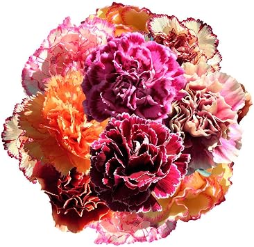 GlobalRose 200 Bicolor Carnation Flowers - Responsibly Sourced Carnations Fresh Flowers - Hand-Picked Fresh Bouquet for Graduation, Anniversary, Birthday & Special Occasions (8 Bunches of 25 Stems)