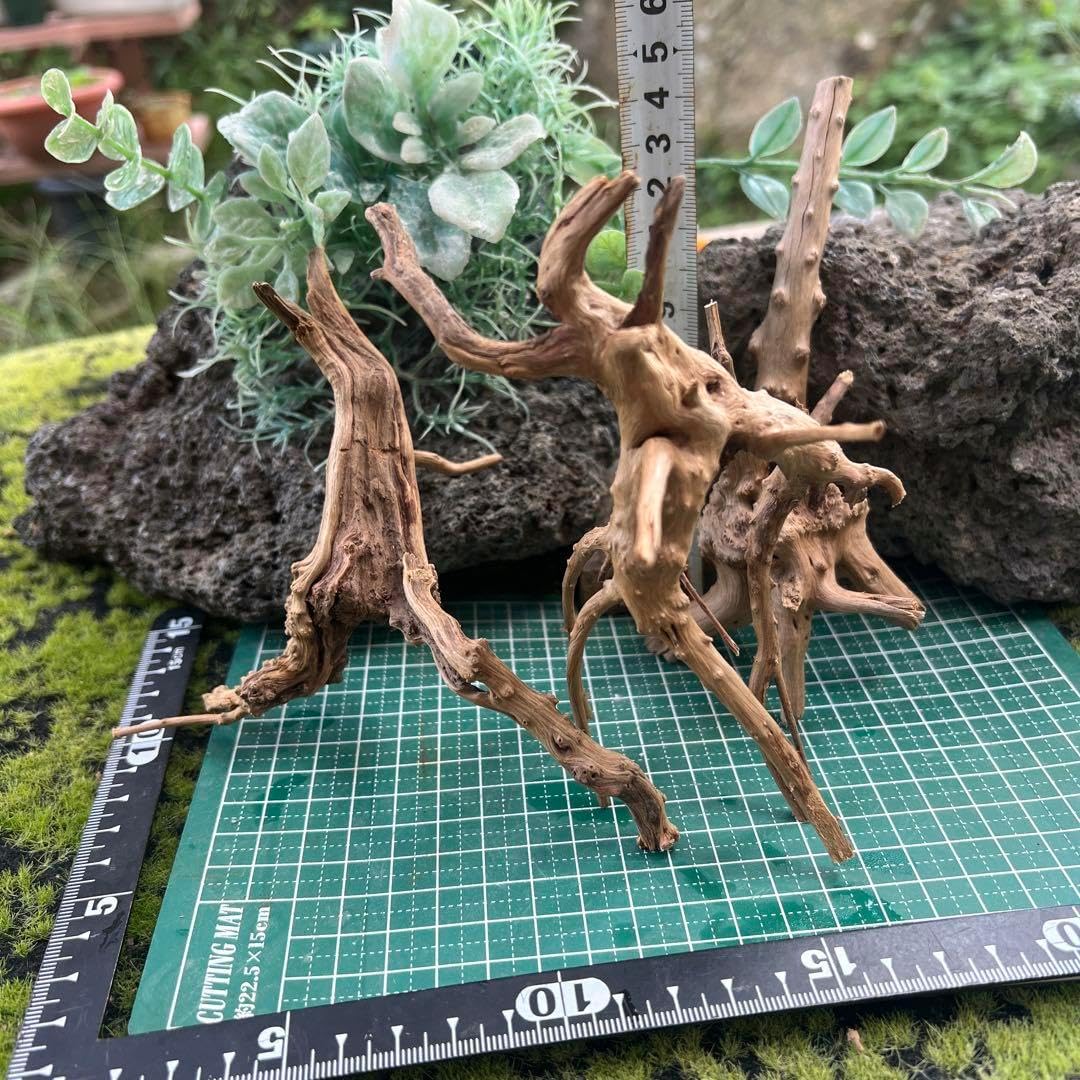 天然サンゴ 17cm 桃珊瑚原木 天然珊瑚 桃珊瑚 原木 高さ17cm/1310g