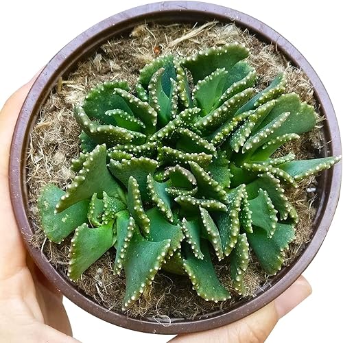 Miniatura 6 de Planta de joya gigante (4 pulgadas)  Suculenta saludable, rara e inusual, viva de fácil cuidado